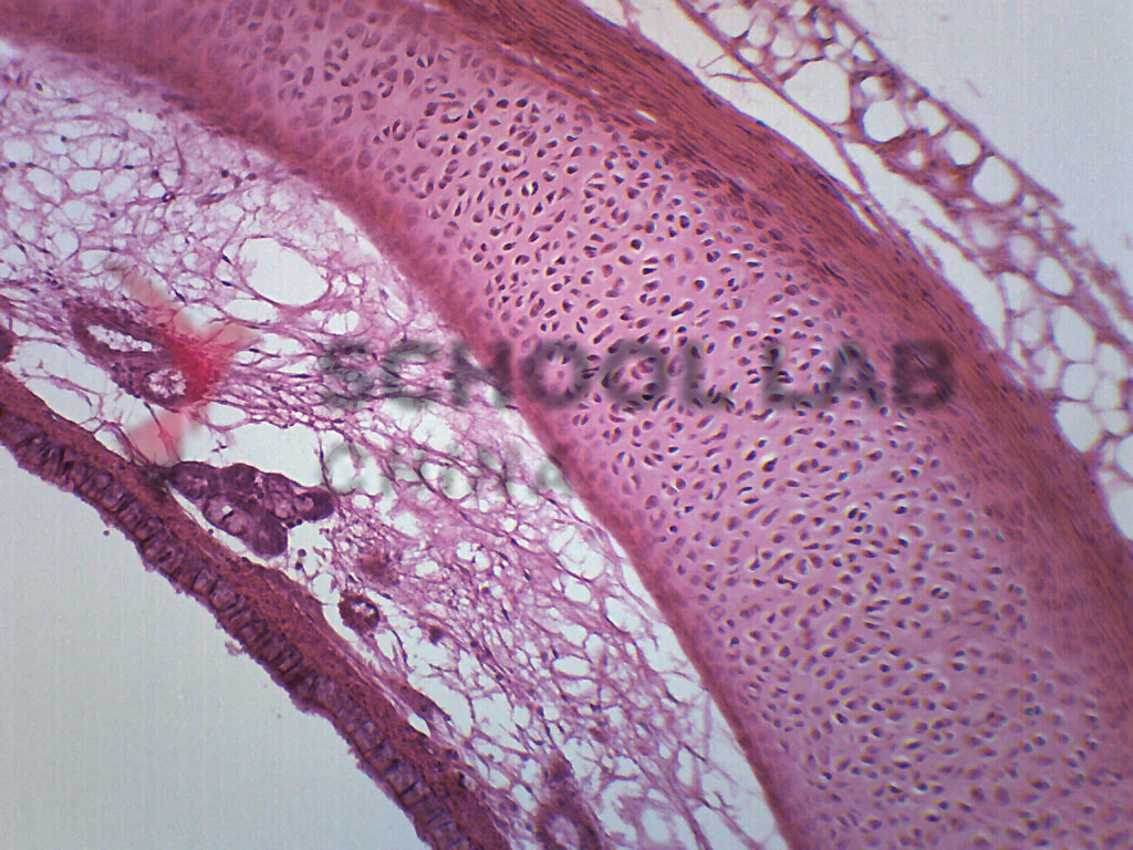 Prepared Microscope Slide - Trachea